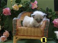 munchkin kitten posted by giggles