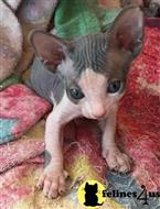 sphynx kitten posted by luxana49