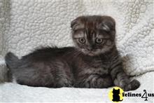scottish fold kitten posted by nevostrushka