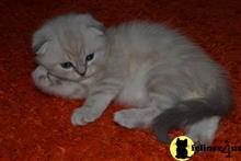 scottish fold kitten posted by nevostrushka