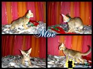 abyssinian kitten posted by sumatra