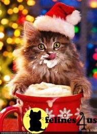 siberian kitten posted by KathyWade