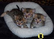 bengal kitten posted by wetcat87