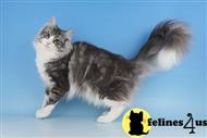 norwegian forest cat stud posted by zelandonii