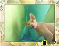 sphynx cat posted by blessedbenee