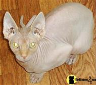 sphynx cat posted by desireeduncan