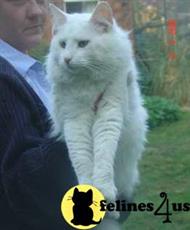 norwegian forest cat kitten posted by johnhumberg