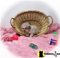 himalayan kitten posted by Zimmra24