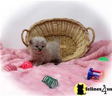 himalayan kitten posted by Zimmra24