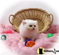 persian kitten posted by Zimmra24