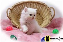 persian kitten posted by Zimmra24