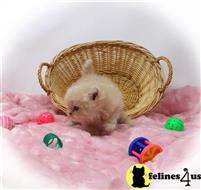 persian kitten posted by Zimmra24