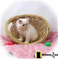 persian kitten posted by Zimmra24