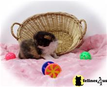 persian kitten posted by Zimmra24
