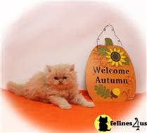 persian kitten posted by Zimmra24