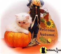 persian kitten posted by Zimmra24