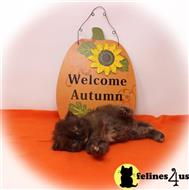 persian kitten posted by Zimmra24