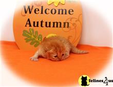 persian kitten posted by Zimmra24
