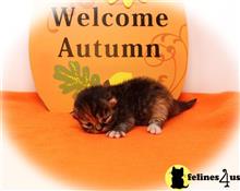 persian kitten posted by Zimmra24