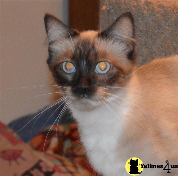 Munchkin Cat for Sale MUNCHKIN FEMALE NON STANDARD READY TO GO 10