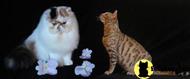 persian kitten posted by dclasscattery