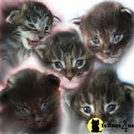 maine coon kitten posted by Pergamino