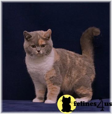 British Shorthair Cat for Sale: Rare Dilute Calico CFA ...