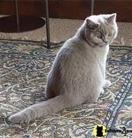 british shorthair cat posted by moonstruck