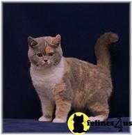 british shorthair cat posted by moonstruck