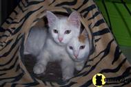 turkish van kitten posted by kayserai