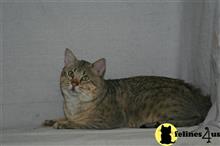 savannah cat posted by mariahric