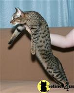 savannah cat posted by mariahric