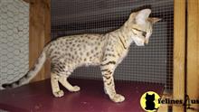 savannah kitten posted by mariahric