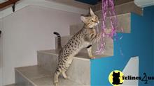 savannah kitten posted by mariahric