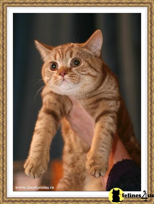 BritishRoyalCats.com Picture 1