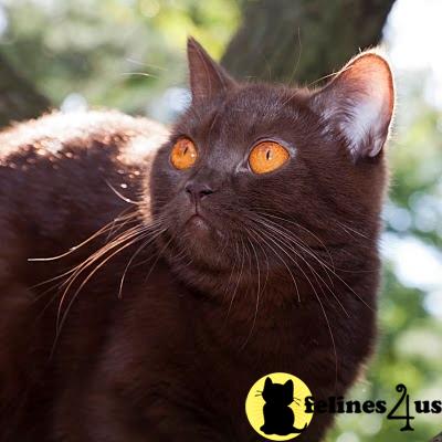 BritishRoyalCats.com Picture 1