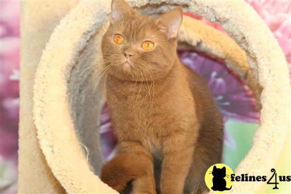 BritishRoyalCats.com Picture 1