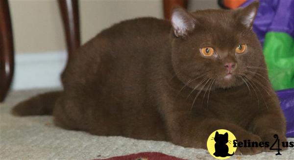 BritishRoyalCats.com Picture 1