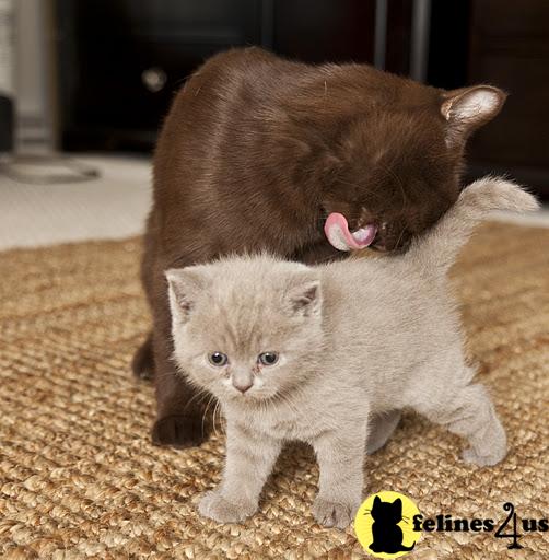 BritishRoyalCats.com Picture 2