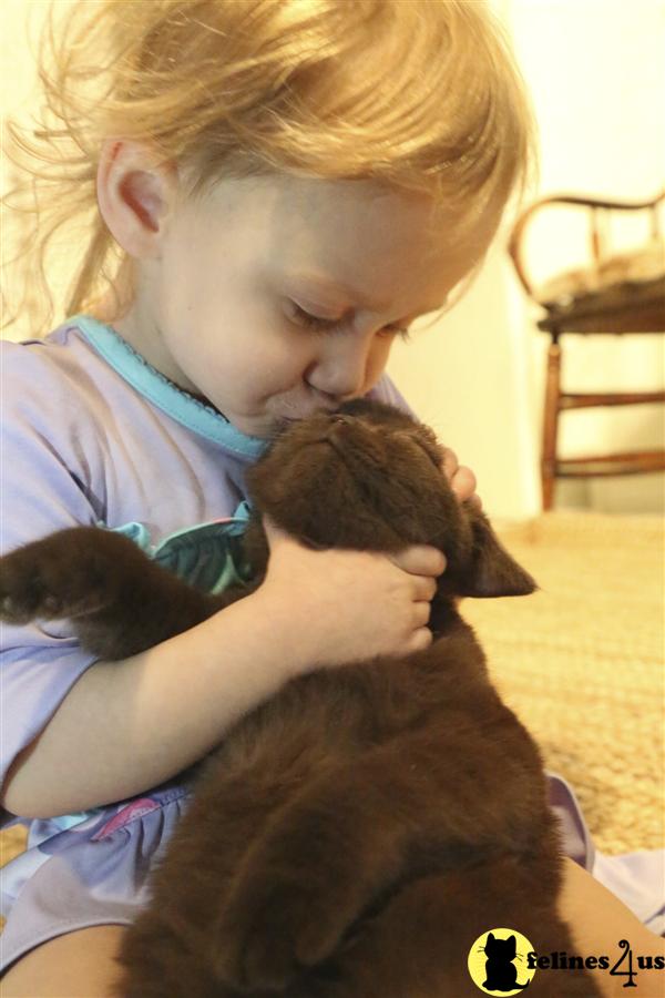 BritishRoyalCats.com Picture 2