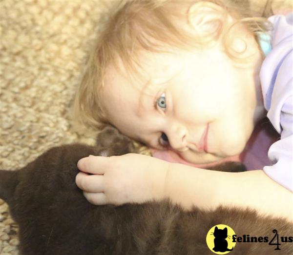 BritishRoyalCats.com Picture 2