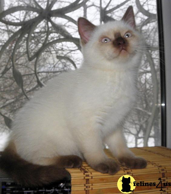 BritishRoyalCats.com Picture 2