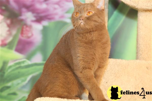 BritishRoyalCats.com Picture 2