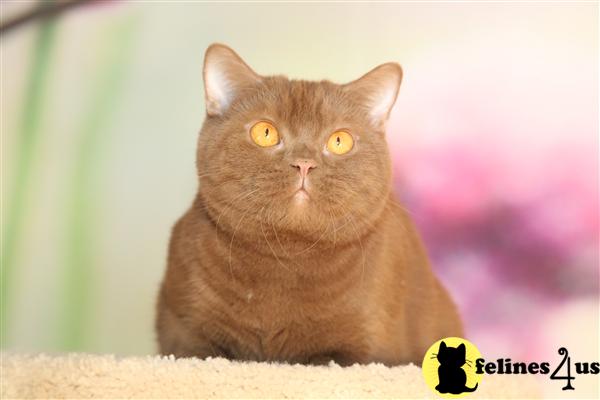 BritishRoyalCats.com Picture 2