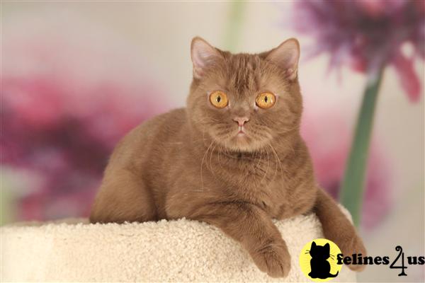 BritishRoyalCats.com Picture 2