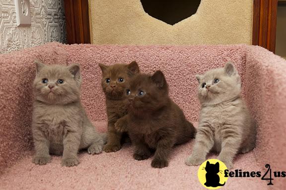 BritishRoyalCats.com Picture 3