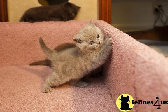 BritishRoyalCats.com Picture 3