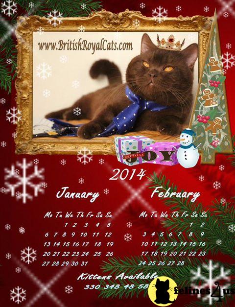 BritishRoyalCats.com Picture 3