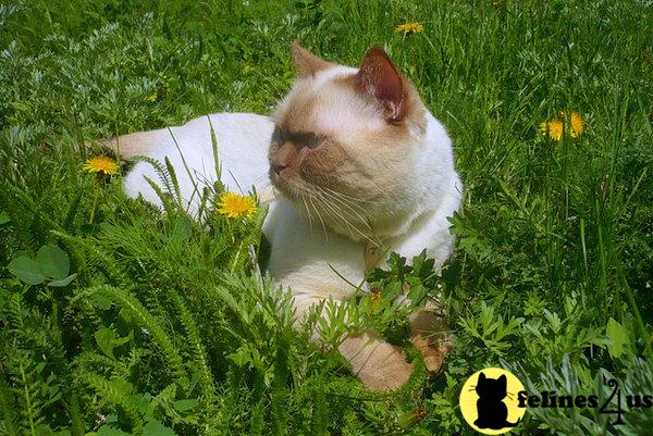 BritishRoyalCats.com Picture 3