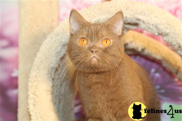 BritishRoyalCats.com Picture 3